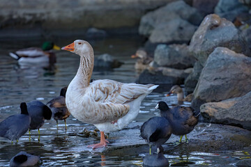 White light brown American buff goose standing on one leg on top of a rock to conserve heat.