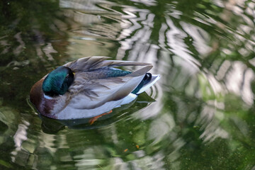 A male mallard duck (drake) floating while resting in a pond.