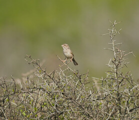 Cassin's Sparrow perched on thorny bush
