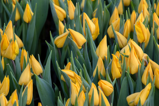 A Bunch Of Yellow Tulips At Amsterdam The Netherlands 21-1-2023