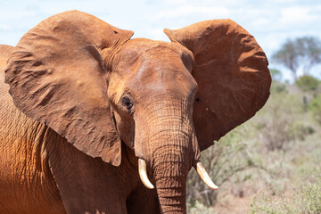 a lonely single elephant in the savannah of Kenya. Beautiful animal with red soil, roams the...