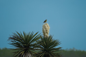 Eastern Meadowlark on Yucca Blossom