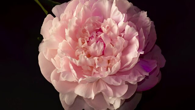 Timelapse beautiful pink peony flowers bouquet opening background. Wedding backdrop. Bouquet on black backdrop	
