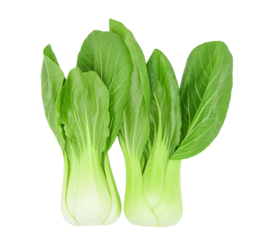Bok choy (chinese cabbage) isolated on transparent background. PNG