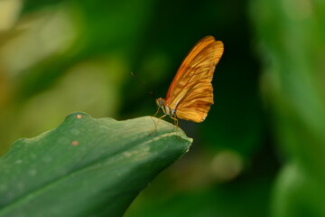 Obraz premium Orange Dryas Julia butterfly, macro image of a South American Lepidoptera.