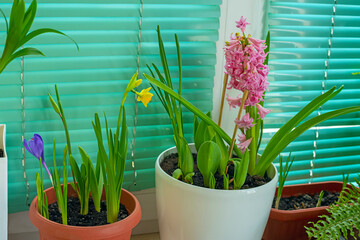 Different spring flowers in pots on the windowsill on the balcony.