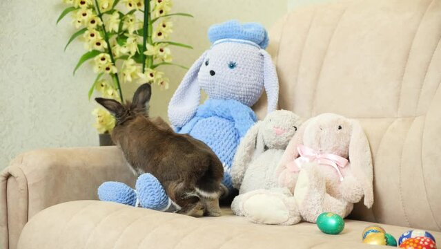 A cute Easter brown rabbit sits on a couch with toy soft rabbits and painted eggs.