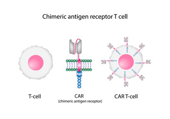 T-cell and Chimeric antigen receptor T cell ,CAR T cell, for use in immunotherapy. chemotherapy. vector illustration.	