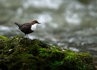 Dipper on a Rock Side