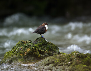 Dipper on a Rock Bright Side