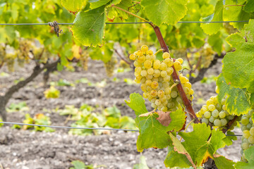 Typical grapes with botrytis cinerea for sweet wines, Sauternes, Bordeaux, Aquitaine, France