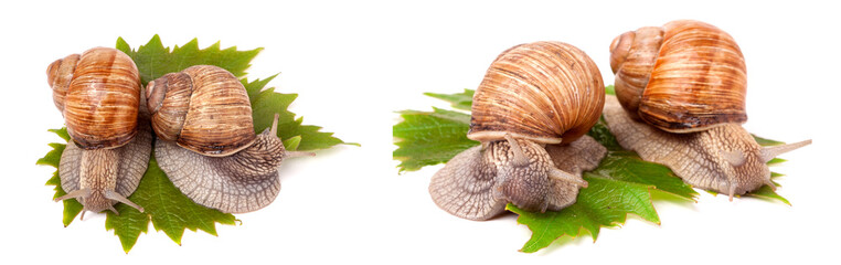 two snails crawling on the grape leaves white background