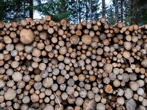 Un tas de bois de sapin coupé et empilé sur le bord d'une forêt