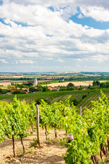 Fototapeta na wymiar Unterretzbach with vineyards, Lower Austria, Austria