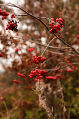red berries on a branch