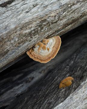 wooden background
