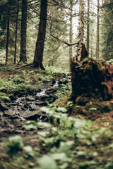 path in the woods