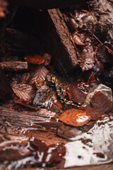 salamander lizard