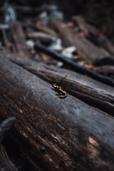 salamander lizard