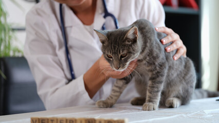 Female veterinarian holds sick cat close-up.