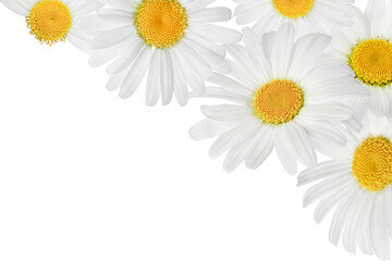 chamomile or daisies isolated on white background. Top view with copy space for your text. Flat lay