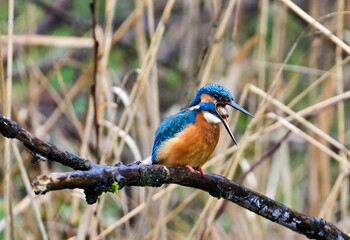 Kingfisher (Alcedo atthis) sitting on a branch at Klingnauer Stausee, Switzerland, and extracting pellet of un-digested parts of the feed