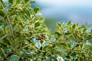 Red berries and thorny leaves of a holly plant