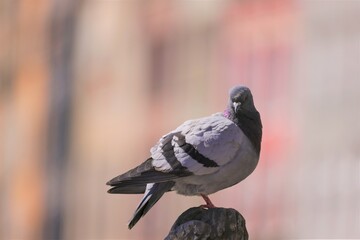 Pigeon on the elements of an artistic fountain on a blurred background