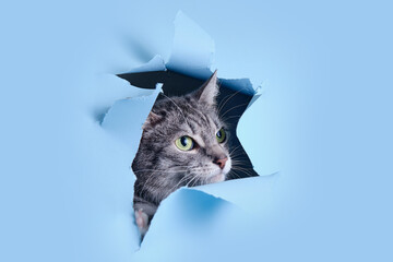 A gray cat crawled through a hole on a blue background. Paper background torn by a pet, copy space