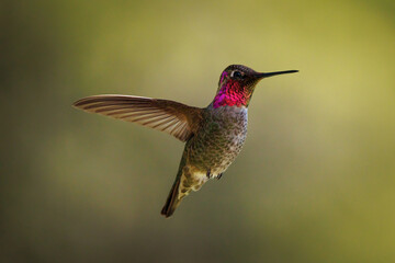 Anna's hummingbird © Geoffrey Tipton