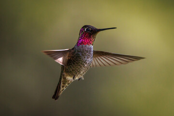 Fototapeta na wymiar Anna's hummingbird