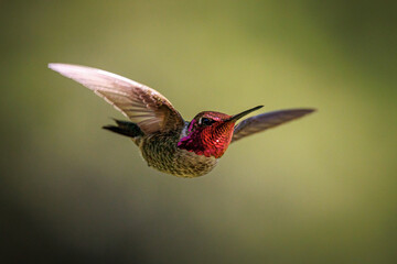 Anna's hummingbird