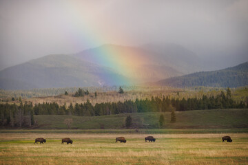rainbow with American Bison