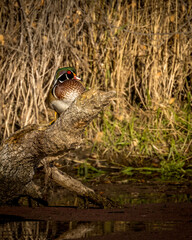 Wood duck on a log
