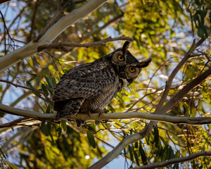 great horned owl