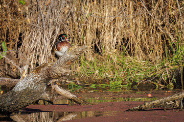 Wood duck on a log