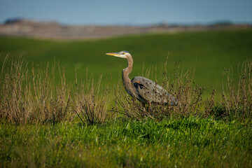 Blue heron