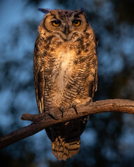 great horned owl