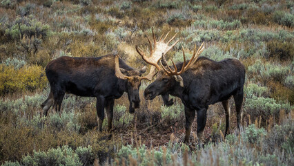 Bull moose
