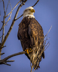 Bald eagle