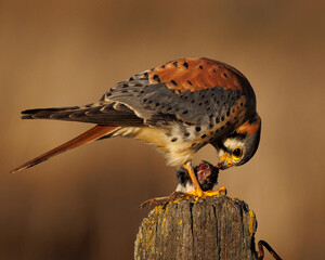 American Kestrel
