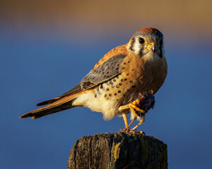 American Kestrel