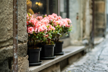 Fototapeta na wymiar Azalea plants blossoming in large flower pots on medieval street of Bergamo city northeast of Milan. Scenic views of Citta Alta, town's upper district. Bergamo, Italy.