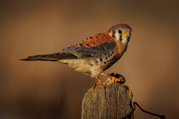 American Kestrel