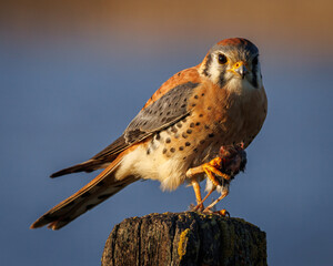 American Kestrel