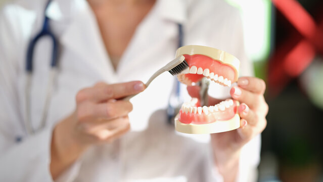 Woman dentist holds model of jaws and toothbrush in her hands close-up.