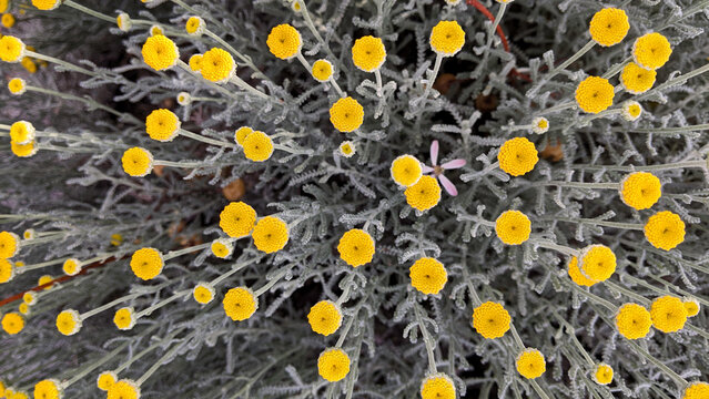 Buisson de Santoline (Santolina chamaecyparisus) vu de dessus. Les fleurs jaunes sont encore en boutons