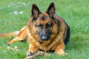 Close-up of a German Shepherd dog lying on the grass facing the camera staring at the viewer with its head slightly raised in the middle of the field, which is out of focus, black and tan colour, ears