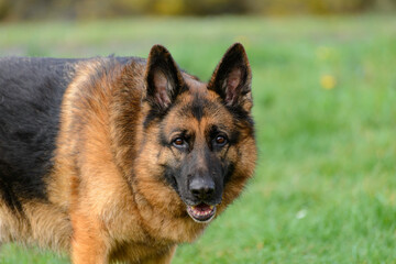 german shepherd dog from the side turning his head looks directly into the camera. Standing alert, ears pricked. In the park between the trees and the grass