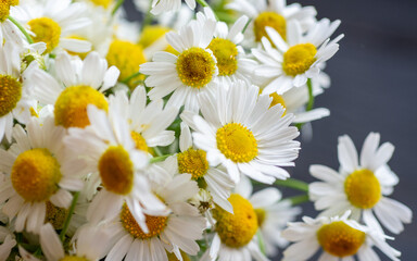 Chamomile or daisy flowers on white background selective focus 